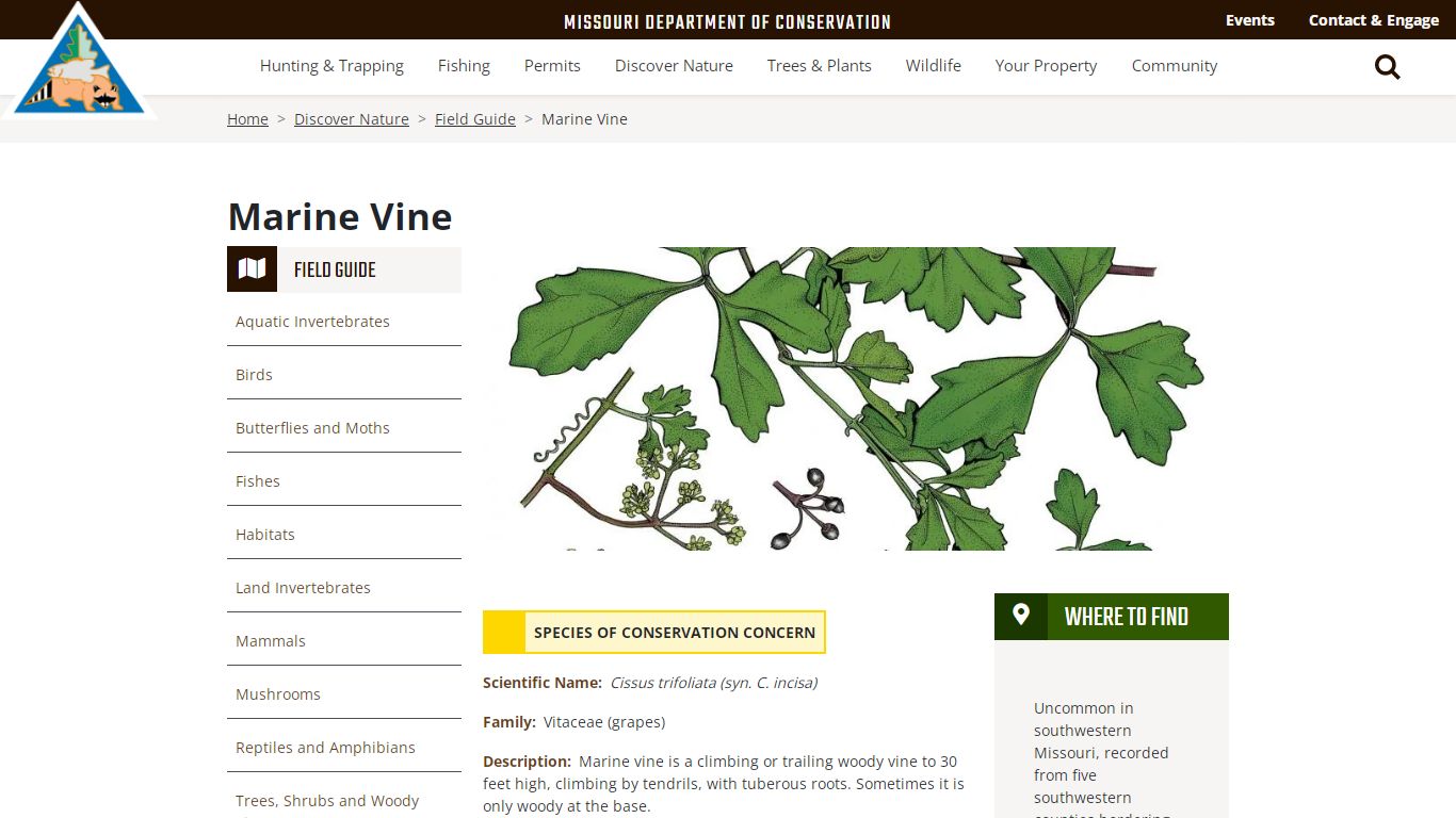Marine Vine | Missouri Department of Conservation
